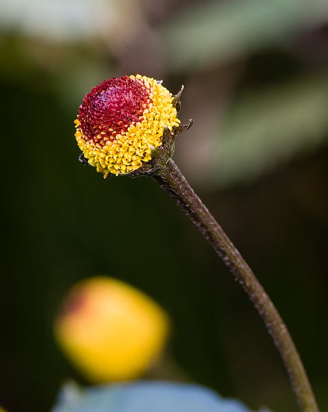 Flower and stem