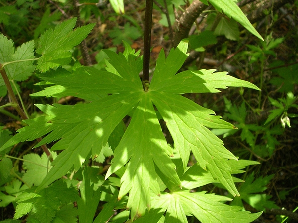 Aconitum uncinatum