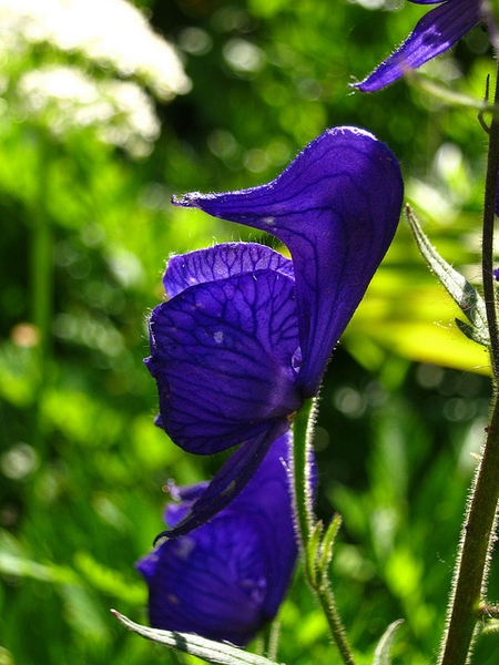 Aconitum uncinatum