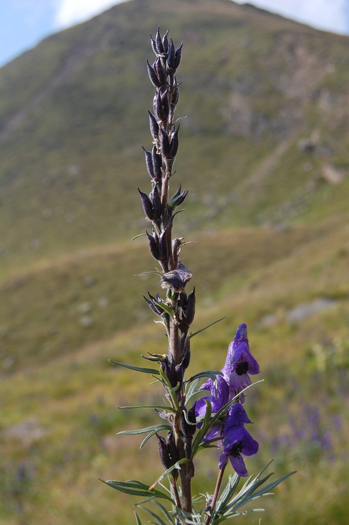 A. napellus fruits forming