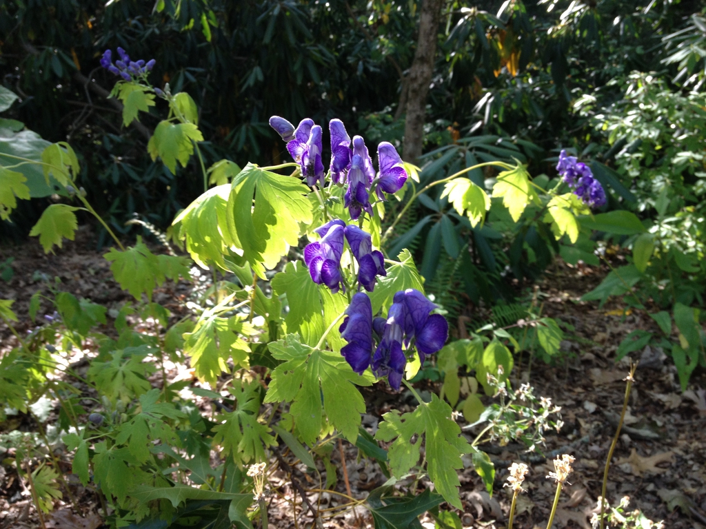 Aconitum uncinatum