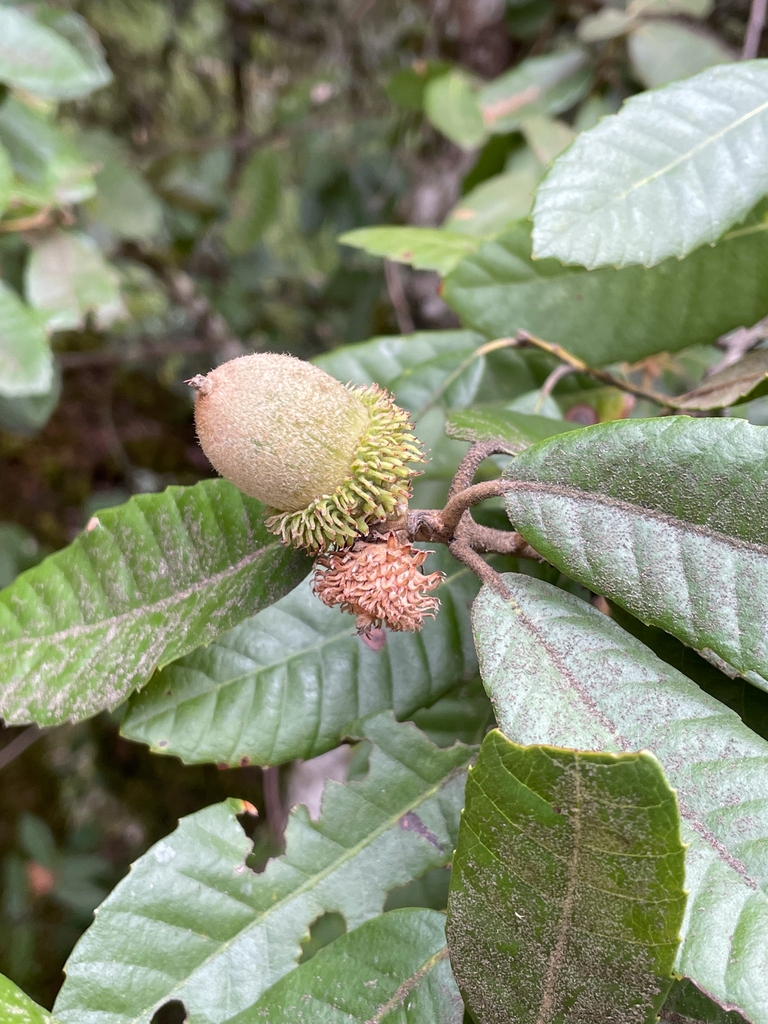 Acorn in August in San Mateo County, California