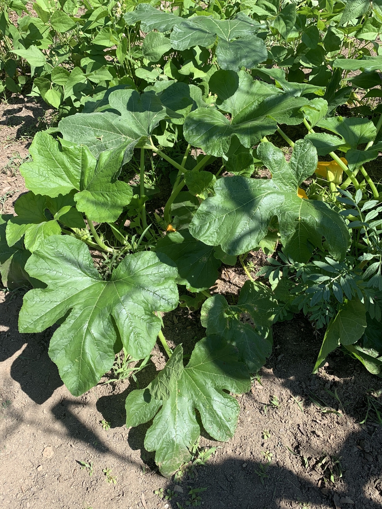 Acorn squash plant