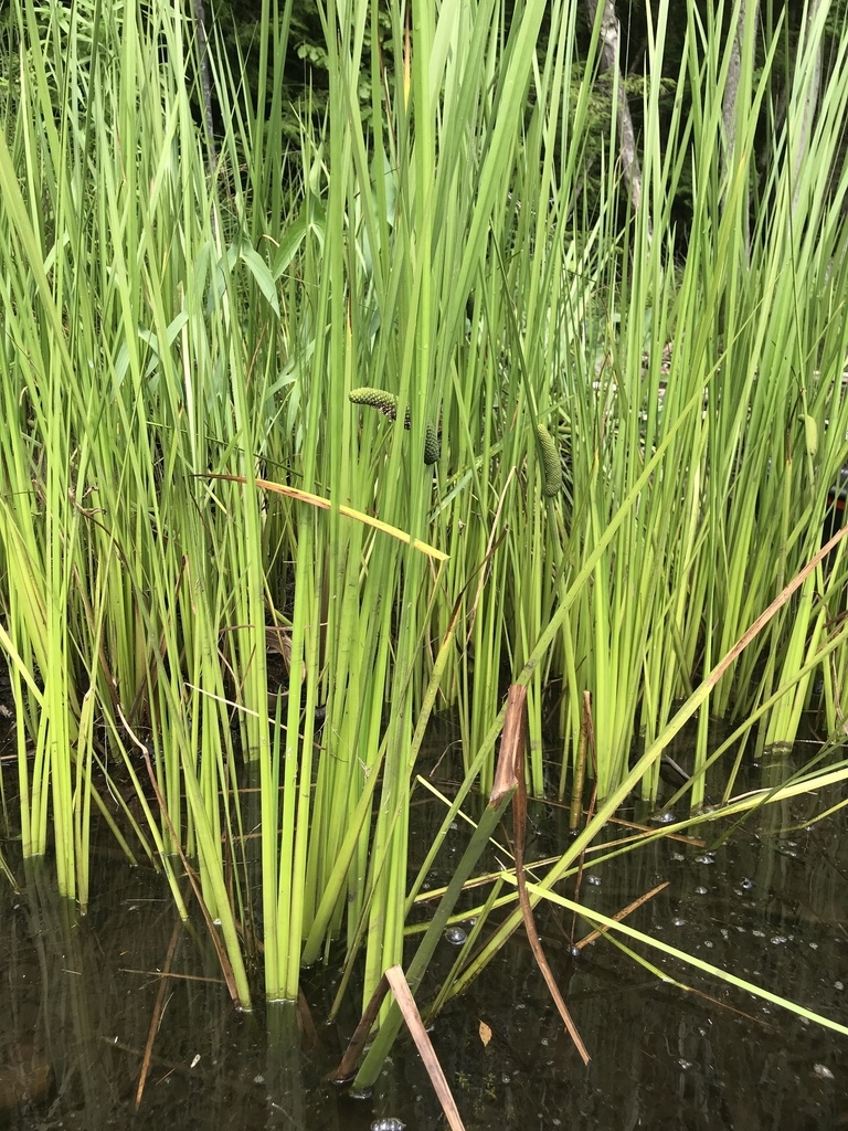 Form