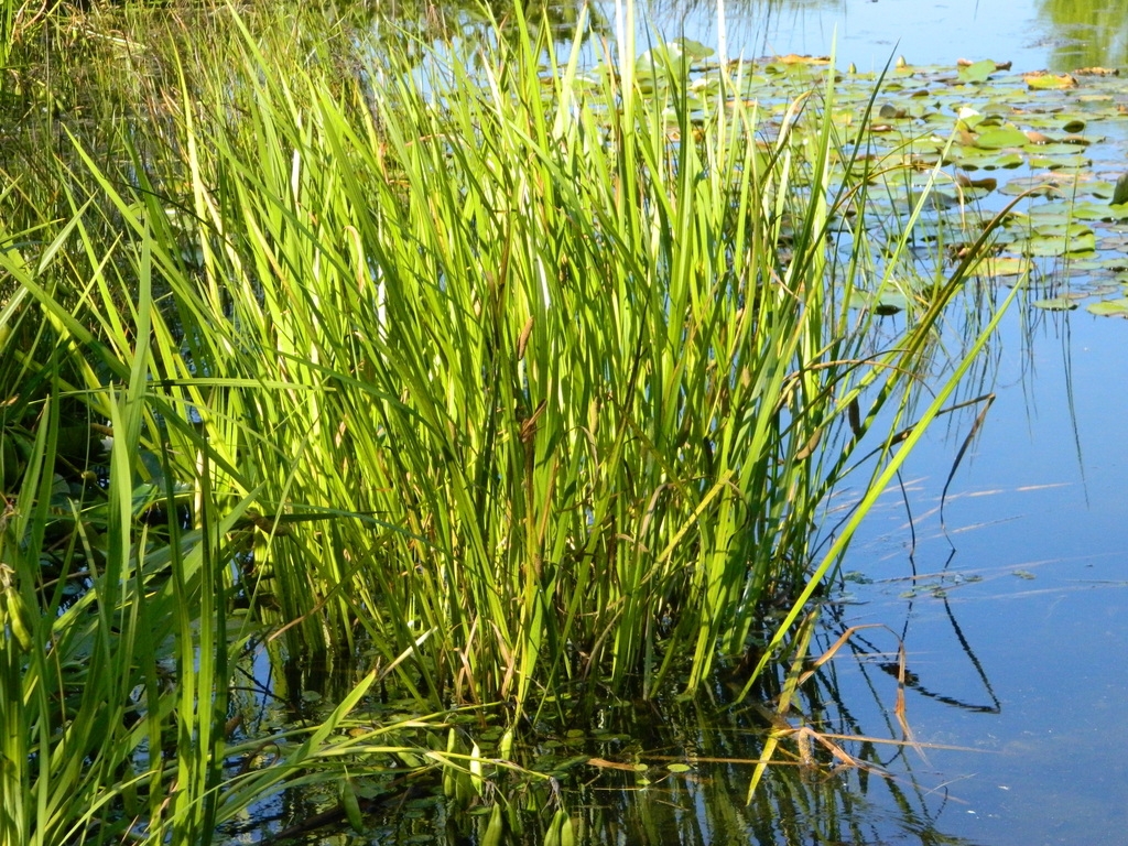 Growing in water