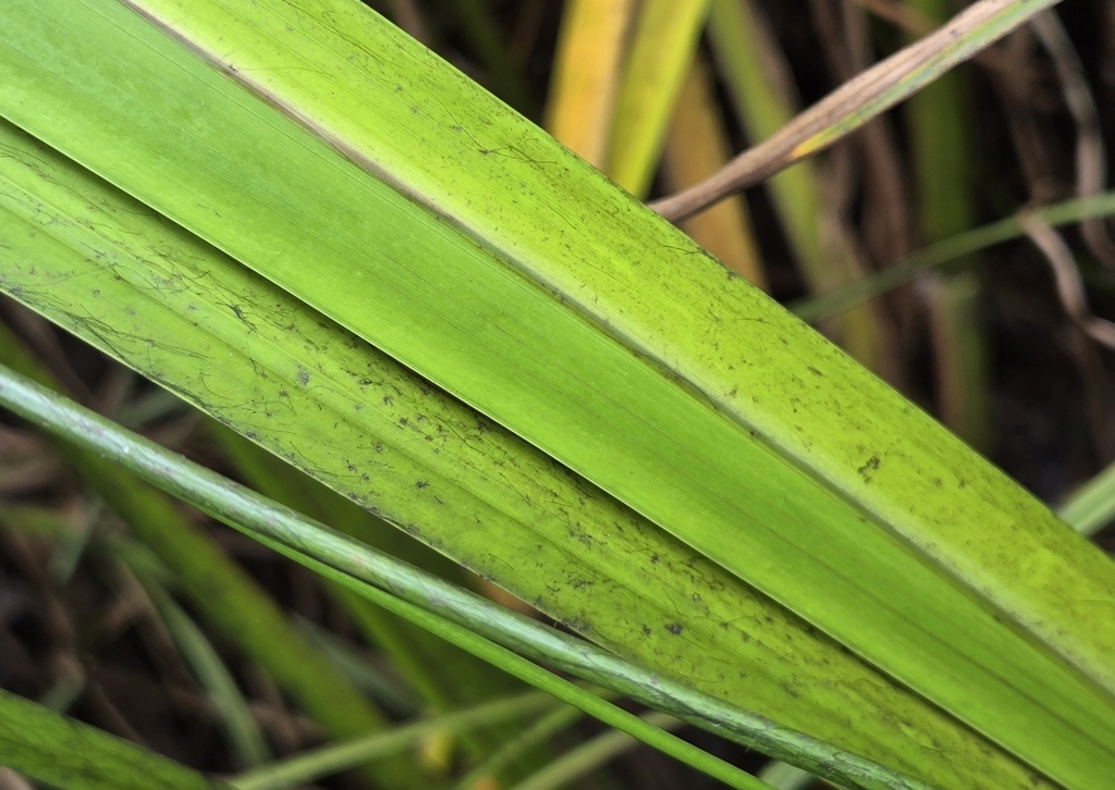 Leaf detail