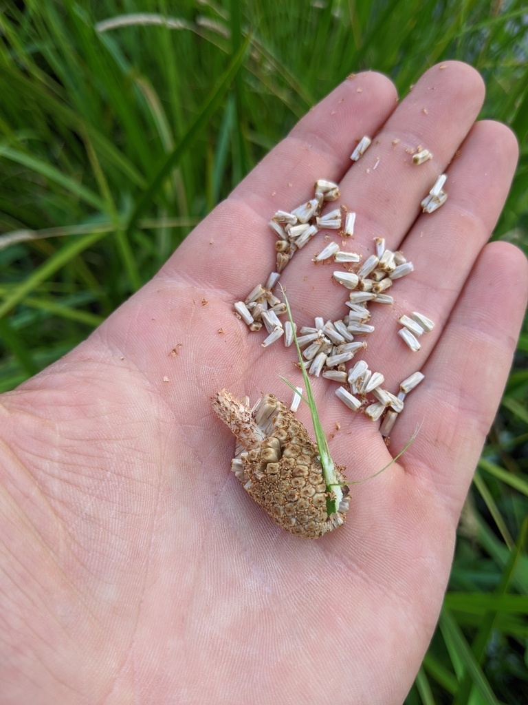 Fruit and seeds