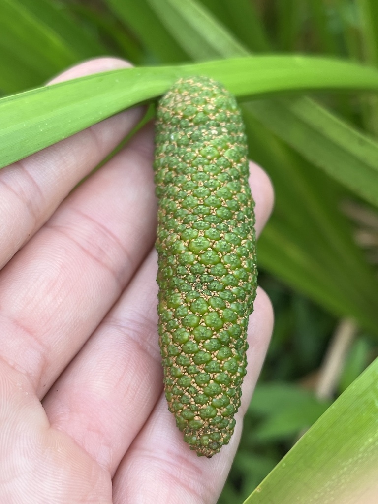 spadix