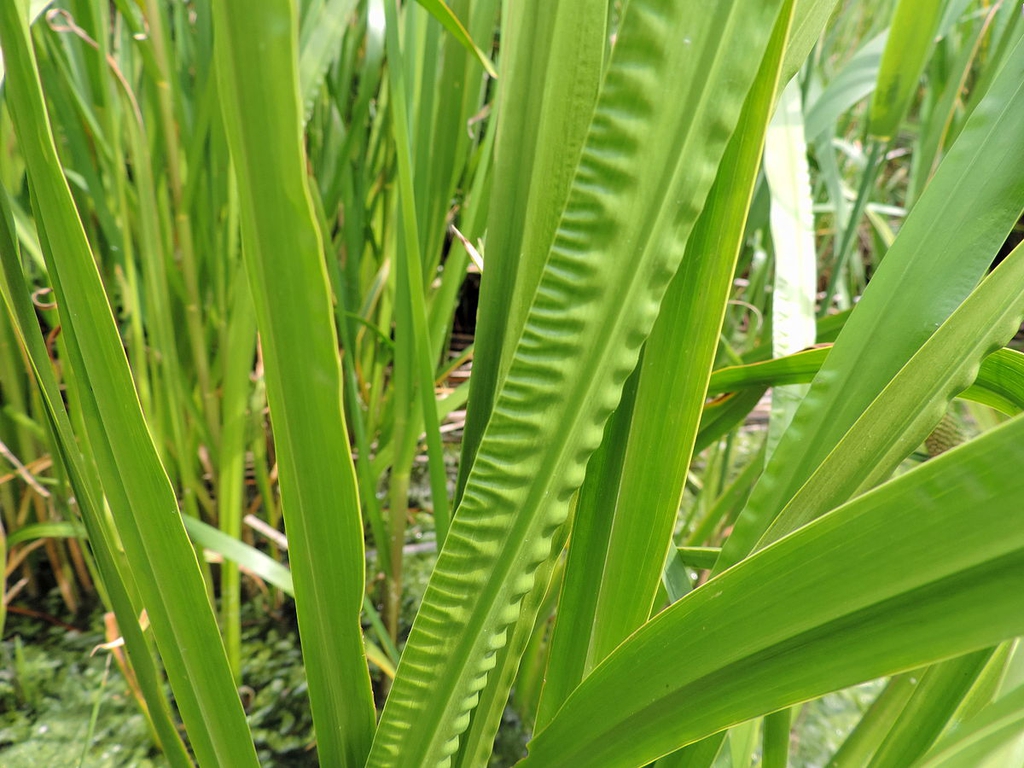 Acorus calamus