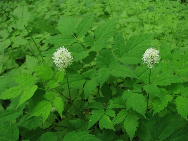 Actaea pachypoda