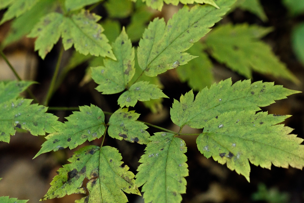 Actaea pachypoda