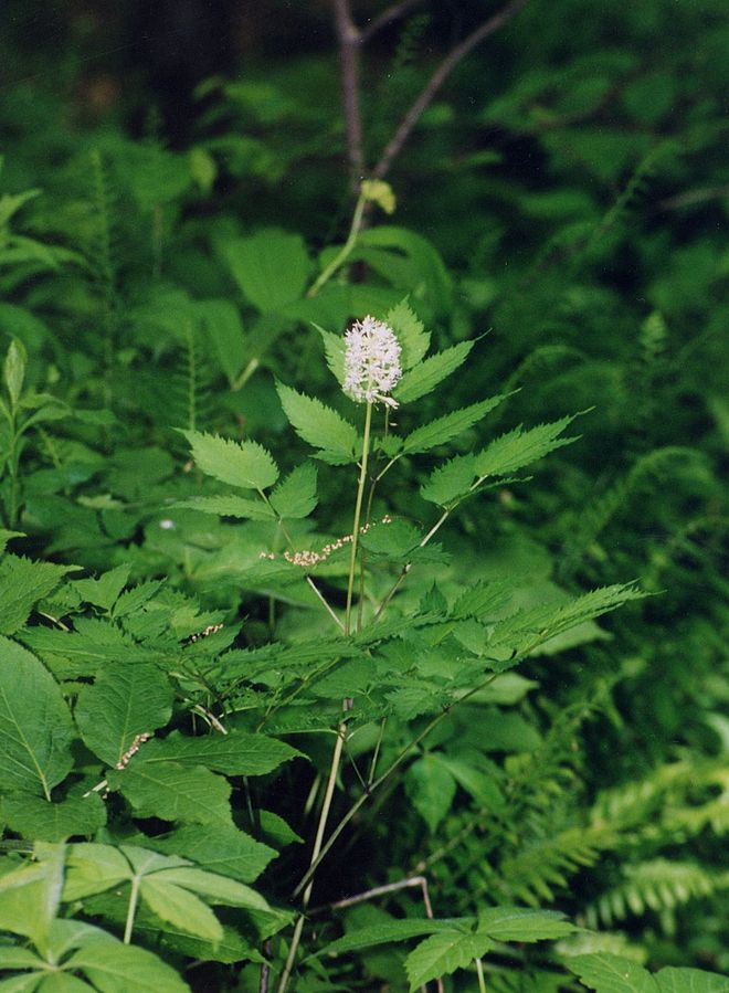 Actaea pachypoda
