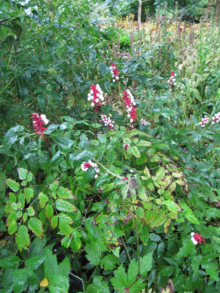 Actaea pachypoda form