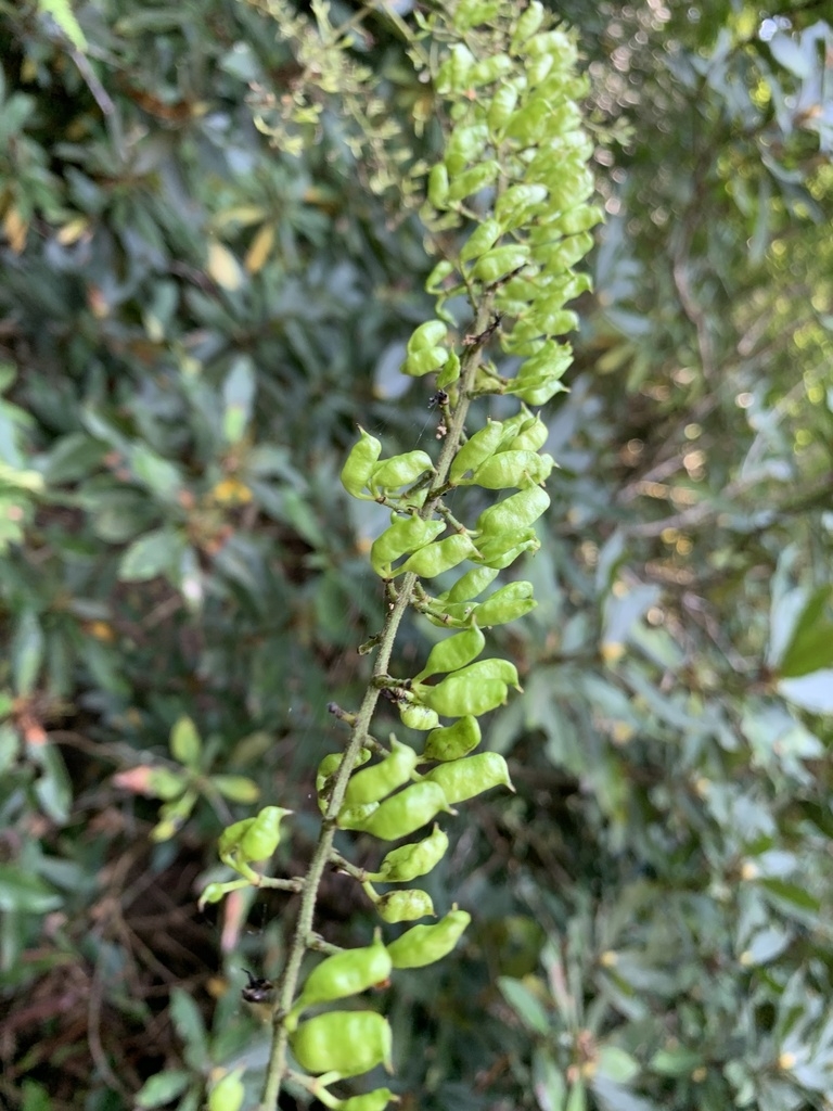 Fruits
