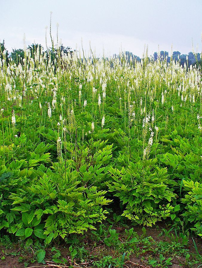 Actaea racemosa