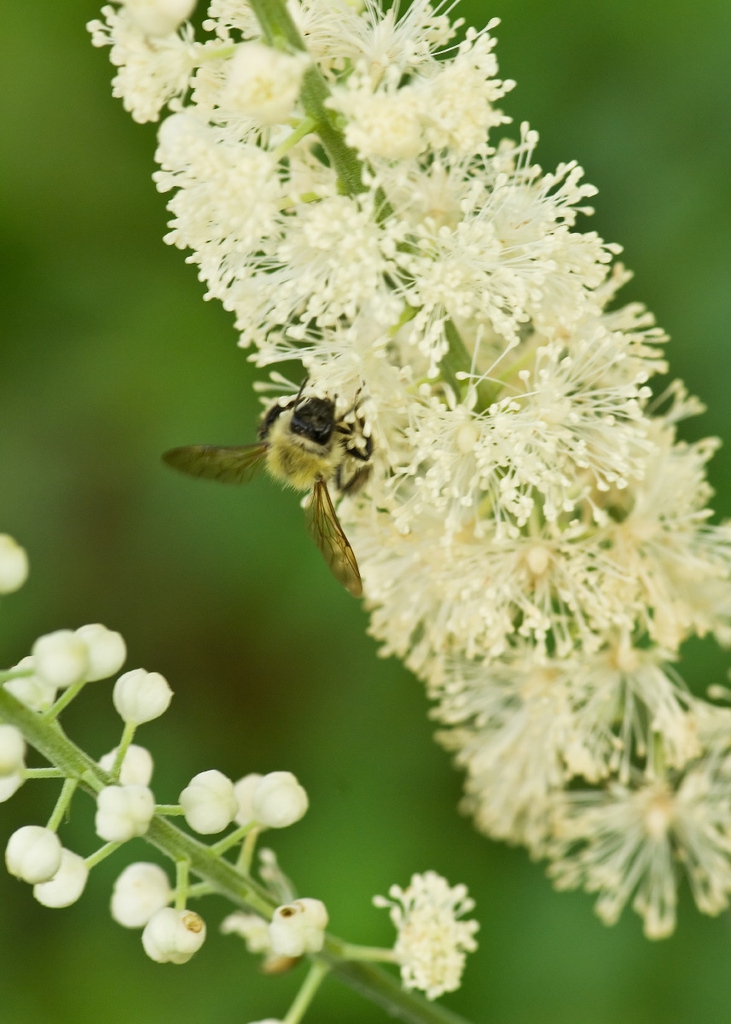 Close up of flower