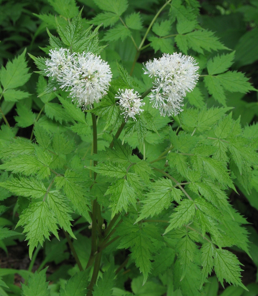 White flowers and leaves