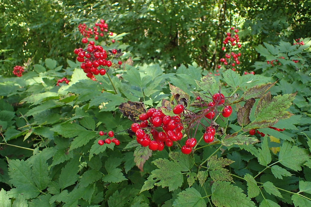 Leaves and a cluster of red berries