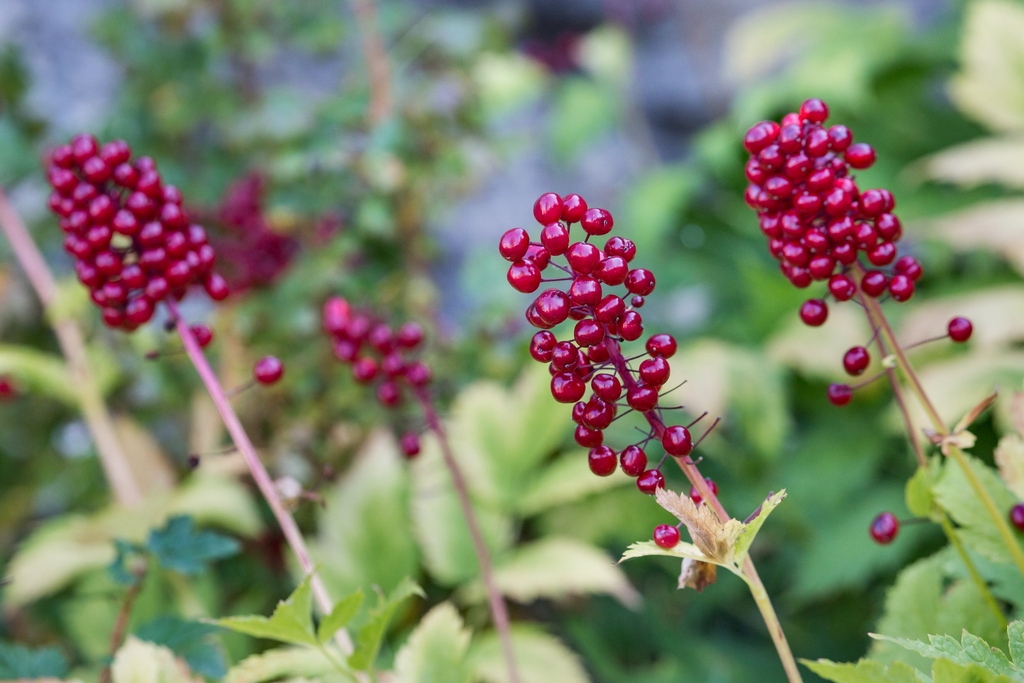 A. rubra red fleshy berries