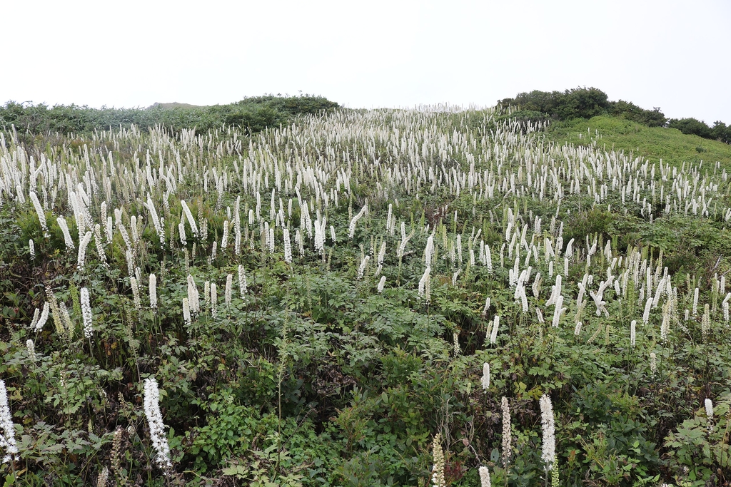 Native habitat with many plants