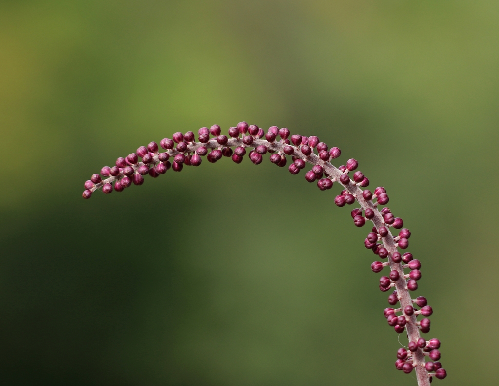 Redd berries on a stem
