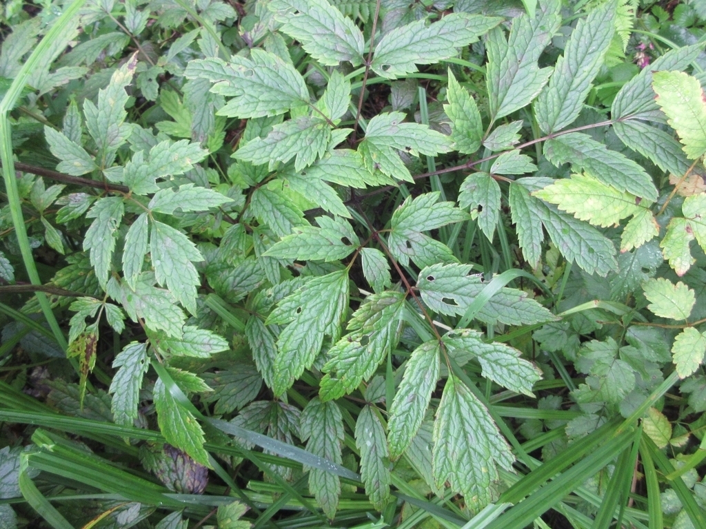 Green compound leaves