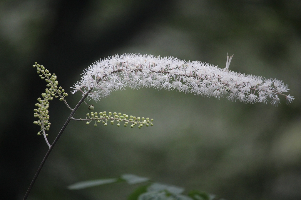 White flowers in a cluster