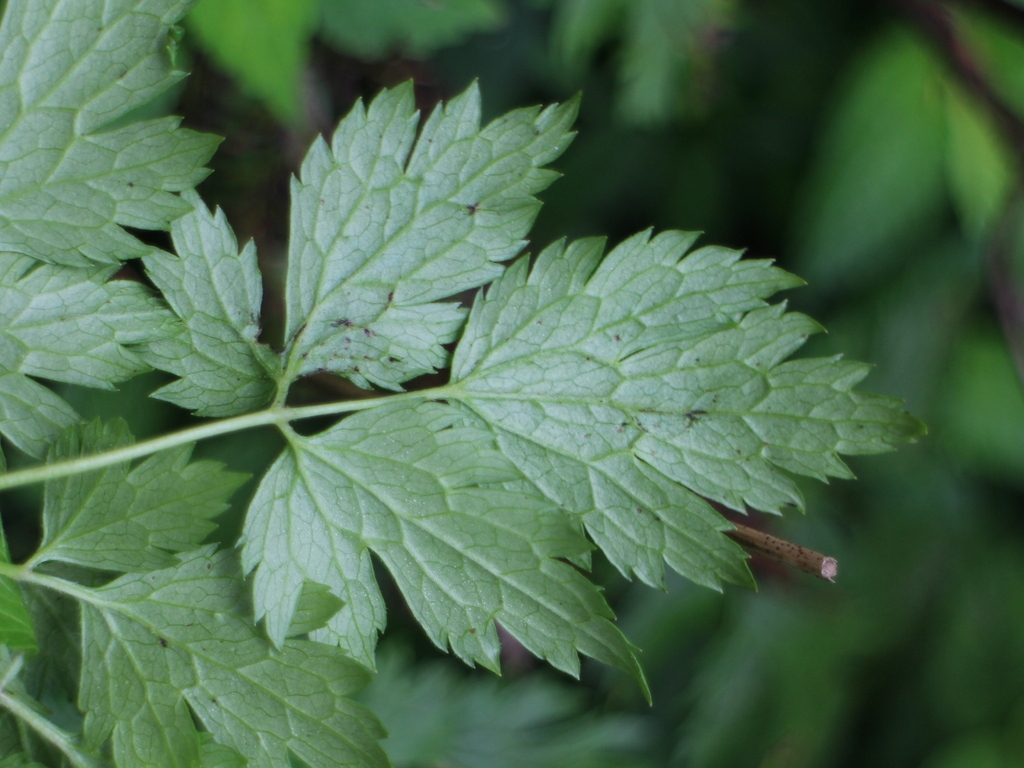Compound leaf with 3 leaflets