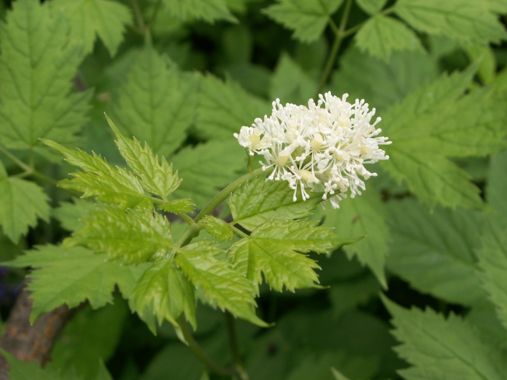 A. spicata flower and leaves