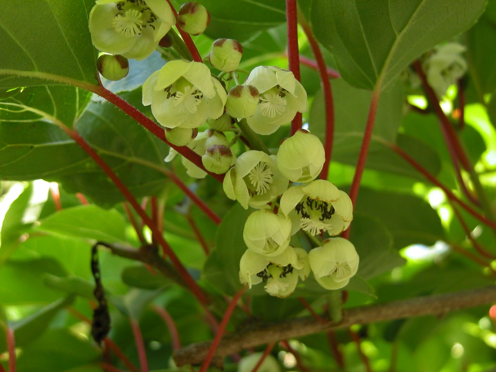Actinidia arguta