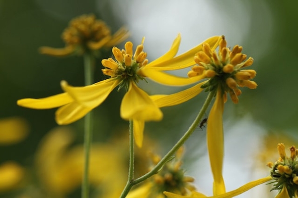 Side of flower