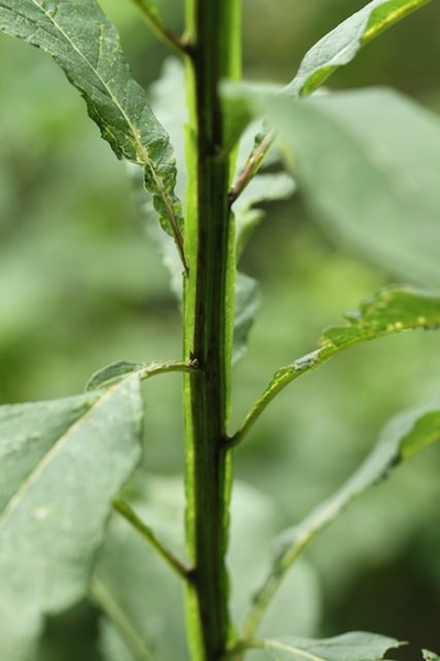Stems and leaves