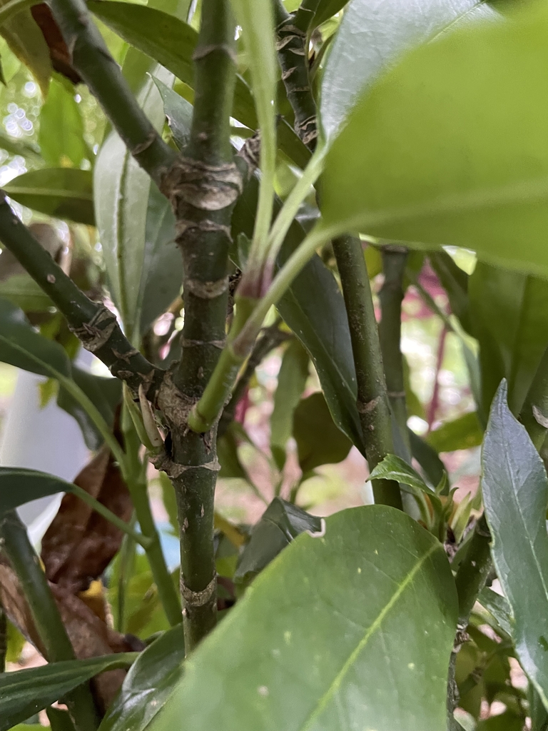 Aucuba japonica 'Dwarf Green'