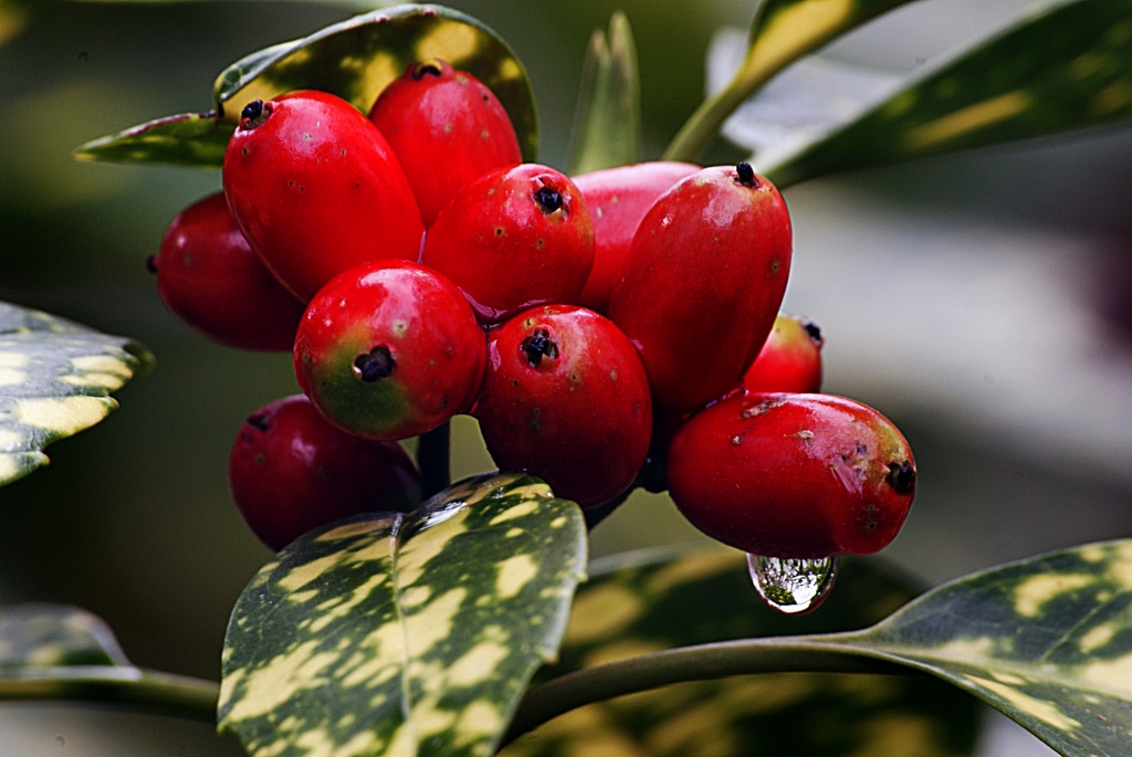 Fruits of A. japonica