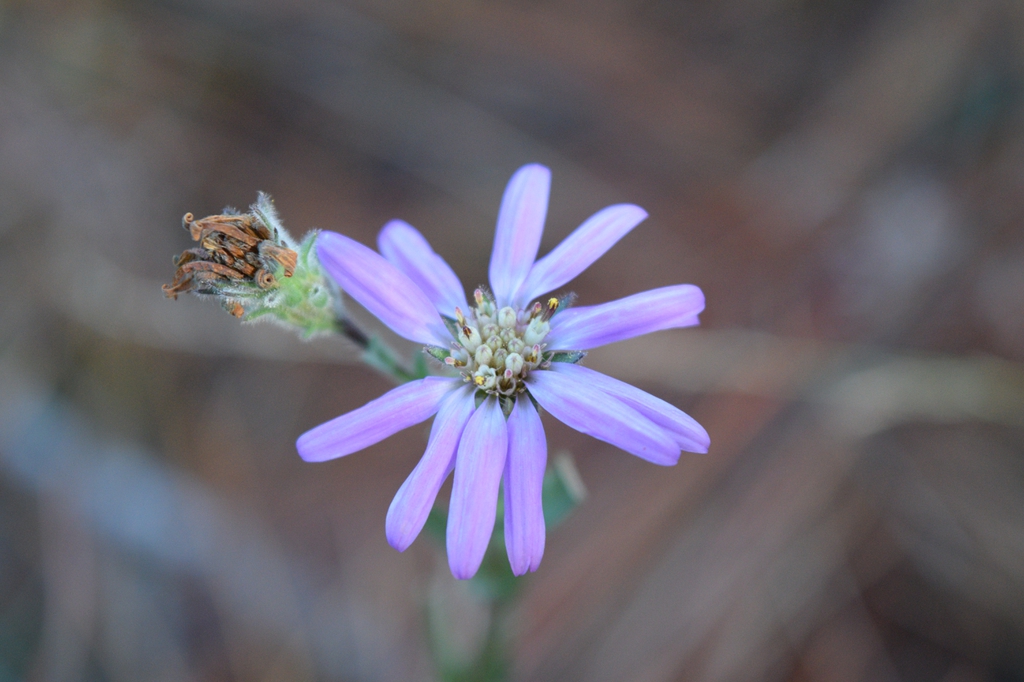 Flower and fruit forming