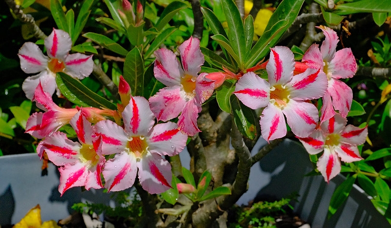 Candy striped funnel-shaped flowers with 5-lobed corolla.