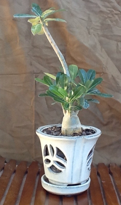 Small plant with thick trunk in a decorative ceramic pot.