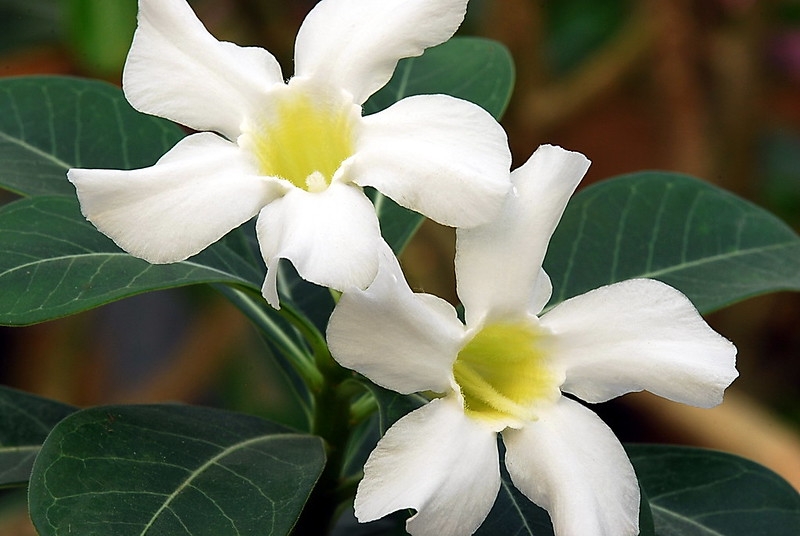 White funnel-shaped flowers with 5-lobed corolla.