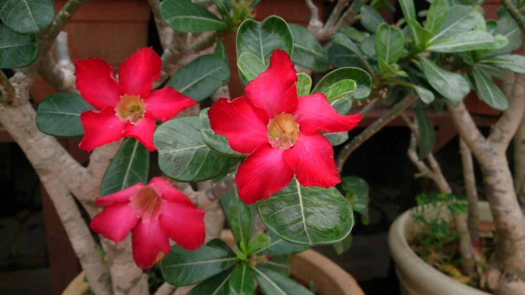 Flowers of 'Dark Red'