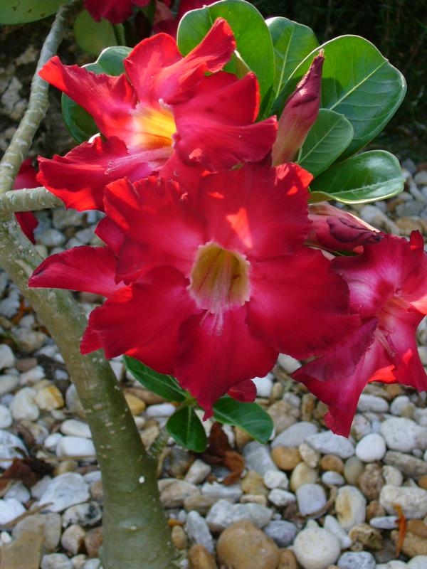 Deep red flowers with pale yellow throat.
