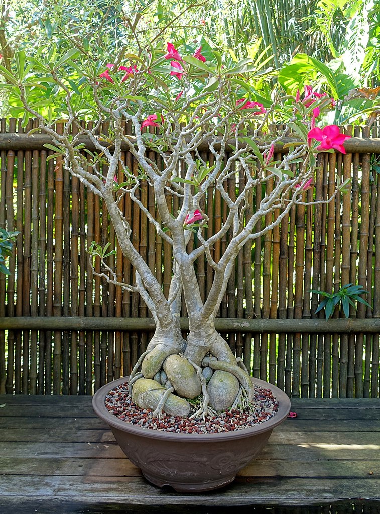 Form in a pot