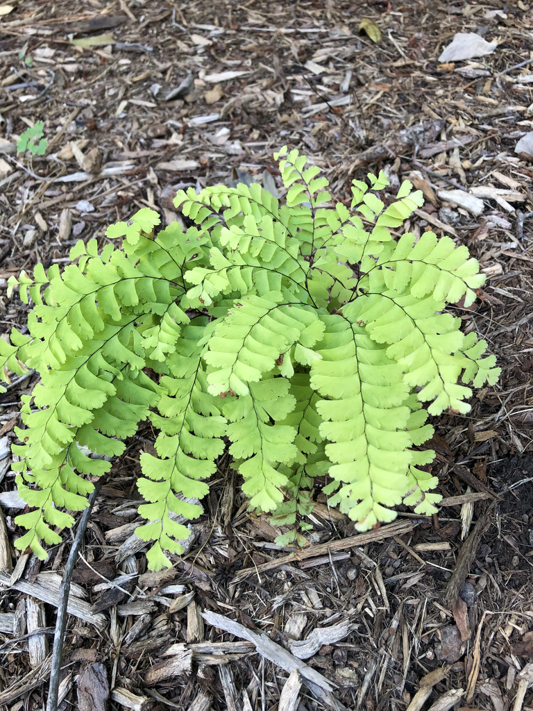 Adiantum pedatum