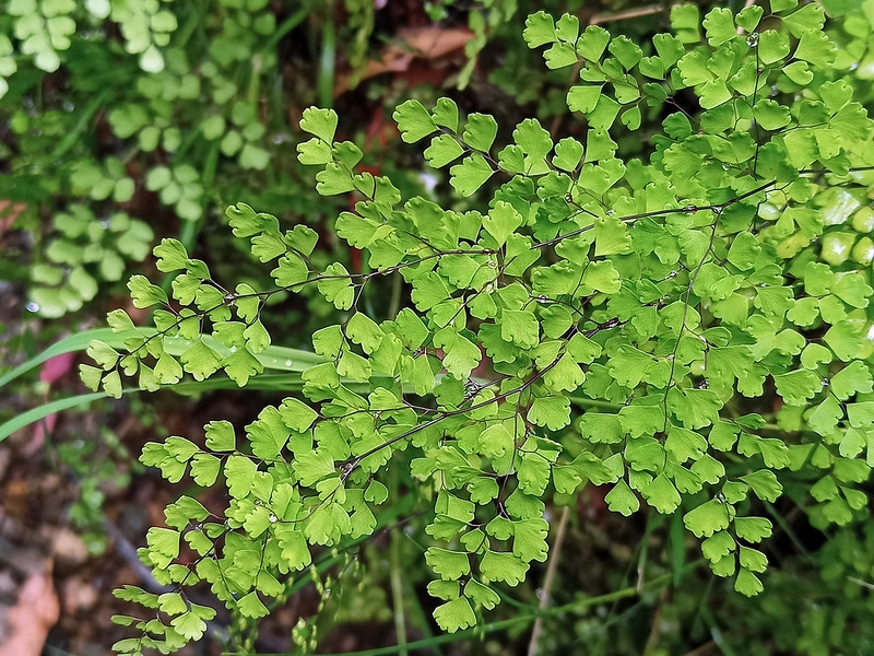 Delicate maidenhair fern foliage
