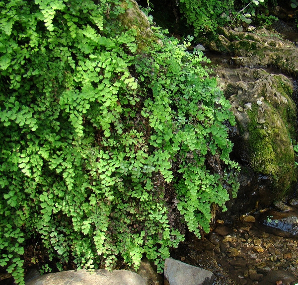 Adiantum capillus vereris