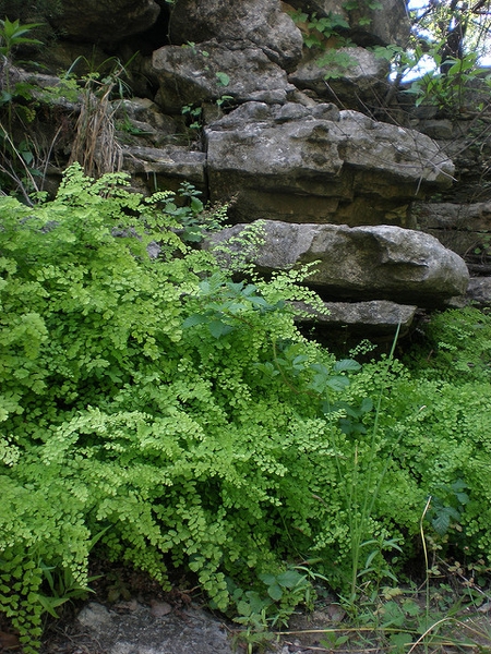 Adiantum capillus vereris habit