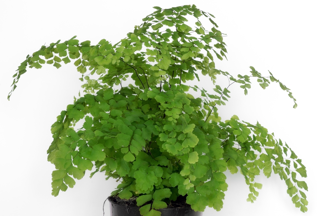 Form in a pot