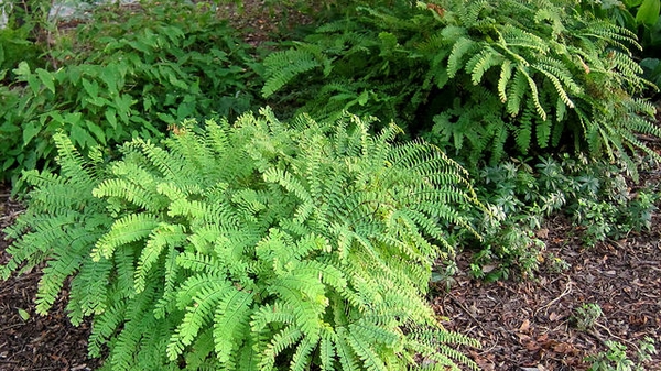 Adiantum pedatum, fronds