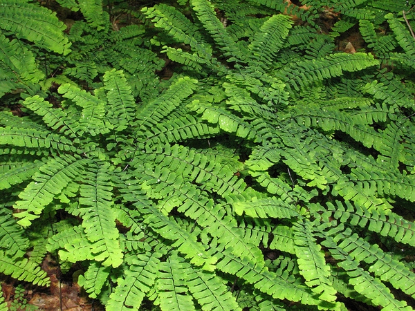 Adiantum pedatum, multiple
