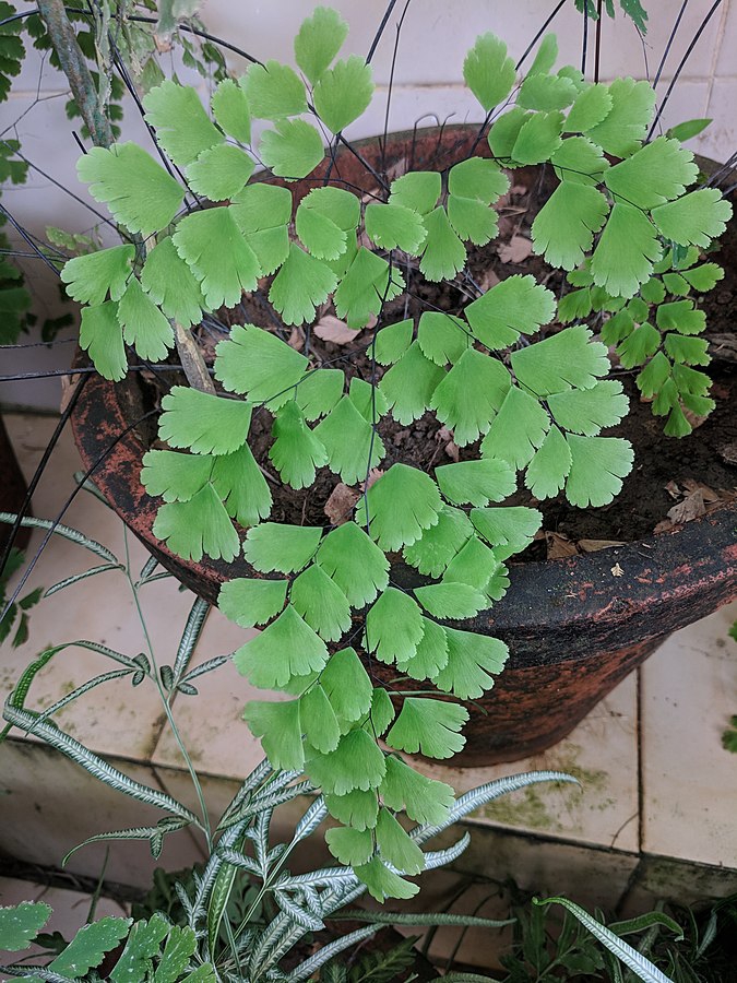 Adiantum raddianum