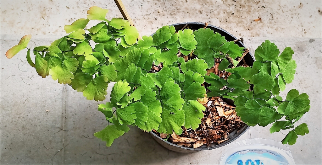 Form in a pot of 'Bessonia"